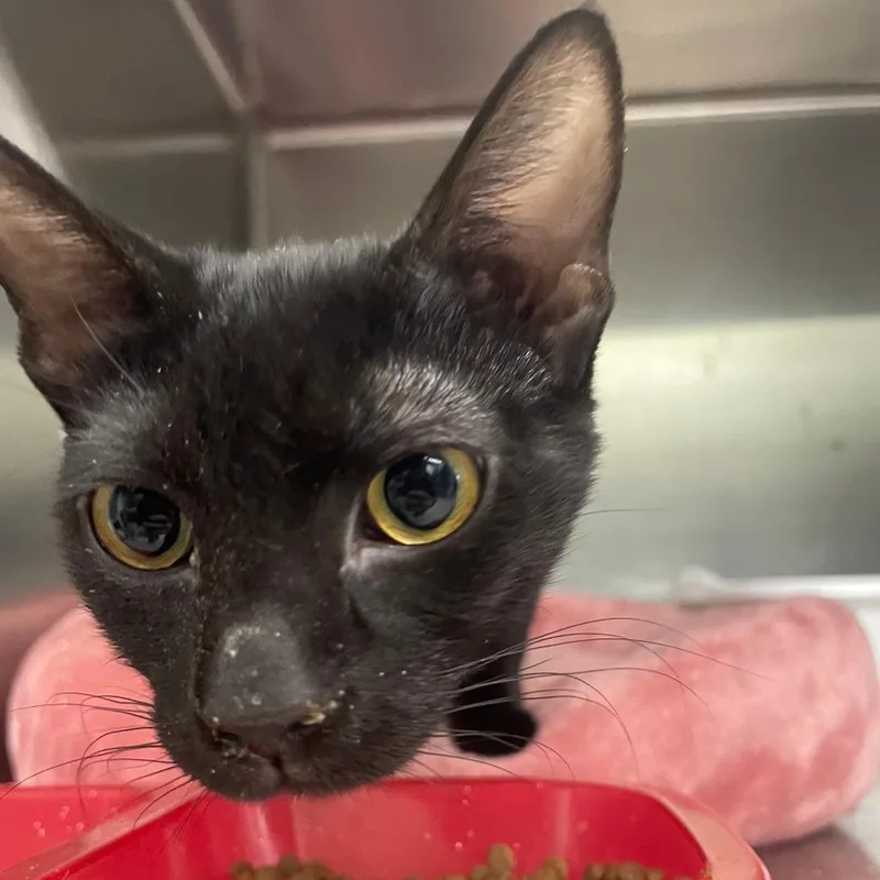 An adult large-sized female Black Domestic Short Hair cat named Mavis for adoption in Spokane, WA