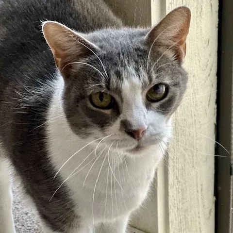 An adult medium-sized female Gray & White Domestic Short Hair cat named Aretha Franklin for adoption in Memphis, TN