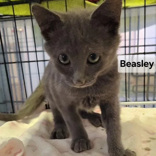 A baby small-sized male Gray / Blue / Silver Domestic Short Hair cat named BBeasley for adoption in Arizona City, AZ