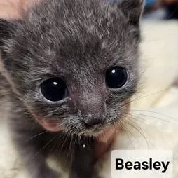 BBeasley thumbnail 2