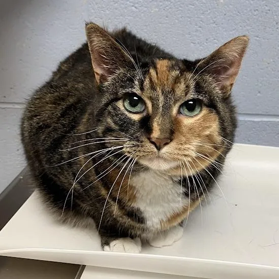 A senior large-sized female Calico Domestic Short Hair cat named Shea for adoption in DeKalb, IL