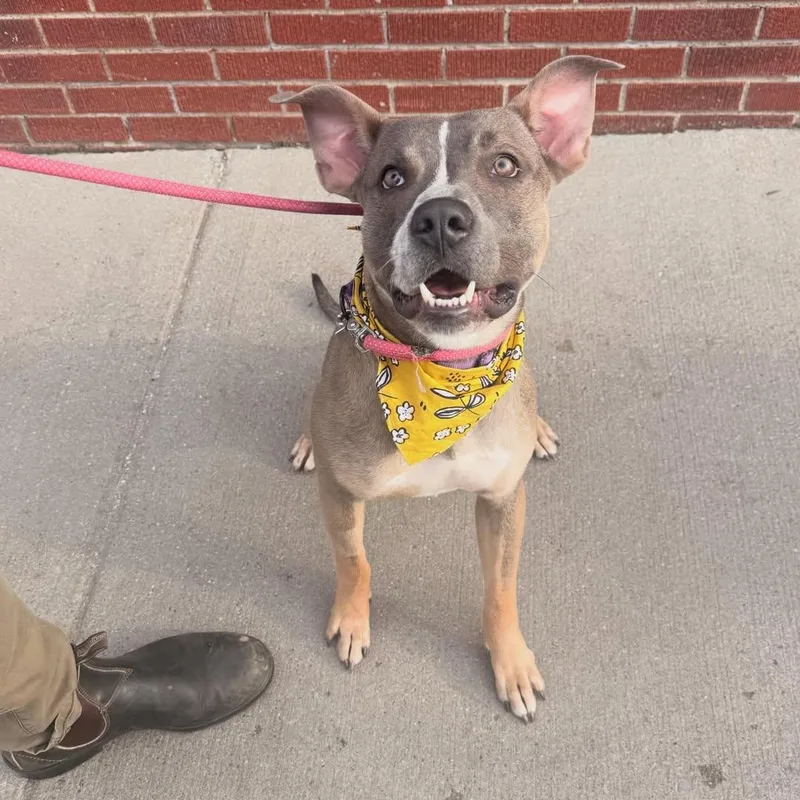 A young medium-sized male Golden Pit Bull Terrier dog named Michael for adoption in Detroit, MI