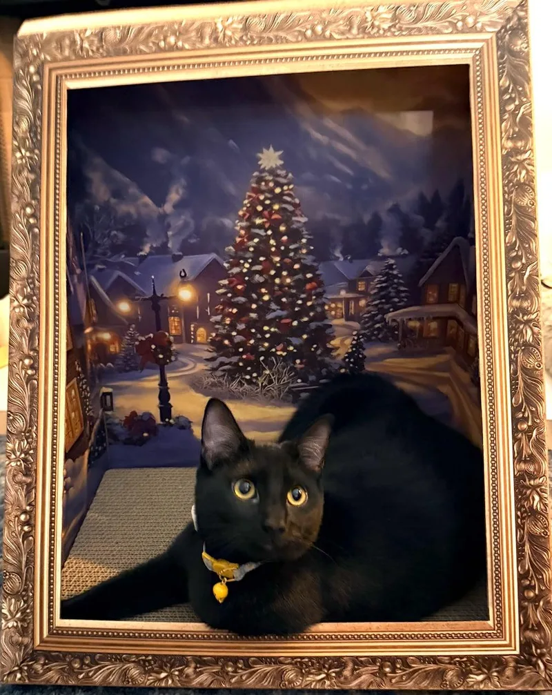 Shalamar thumbnail 2