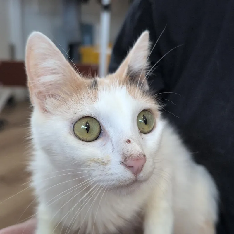 A young medium-sized female White Domestic Short Hair cat named Harmony for adoption in Chapel Hill, NC