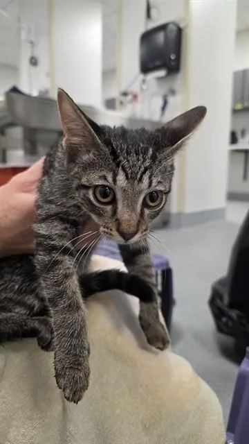 A baby small-sized male Domestic Short Hair cat named Gilchrist for adoption in Ocala, FL