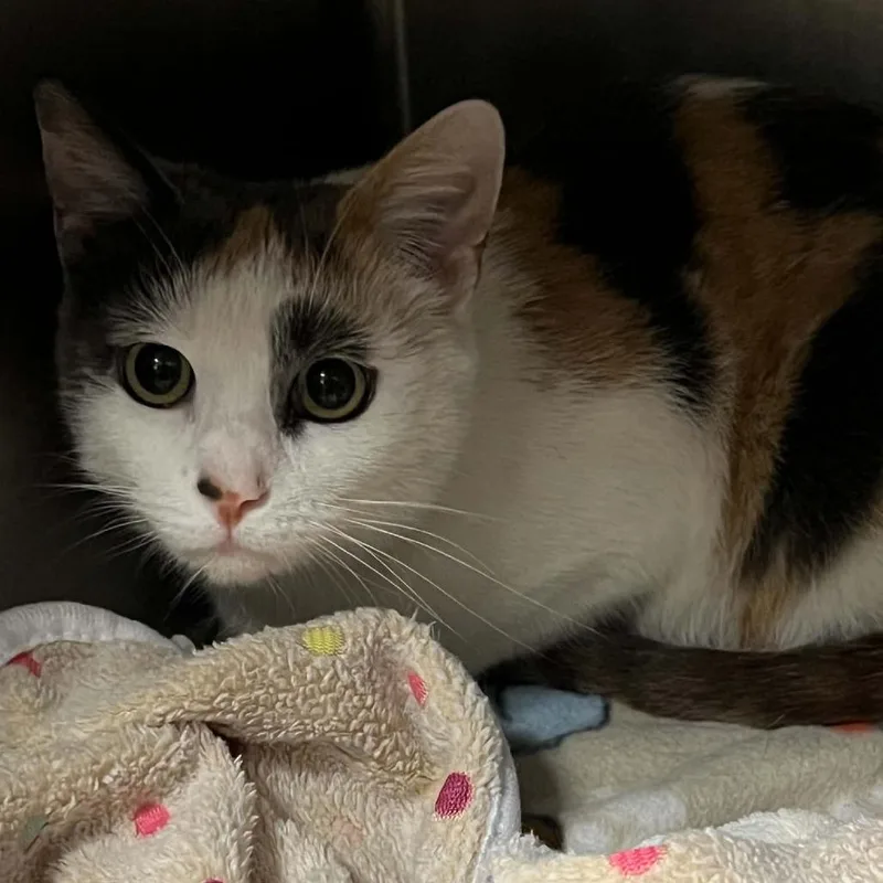 An adult medium-sized female Calico Domestic Short Hair cat named Ivy for adoption in Hampton Bays, NY