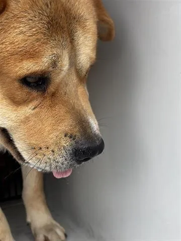 An adult medium-sized male Labrador Retriever dog named A for adoption in Houston, TX