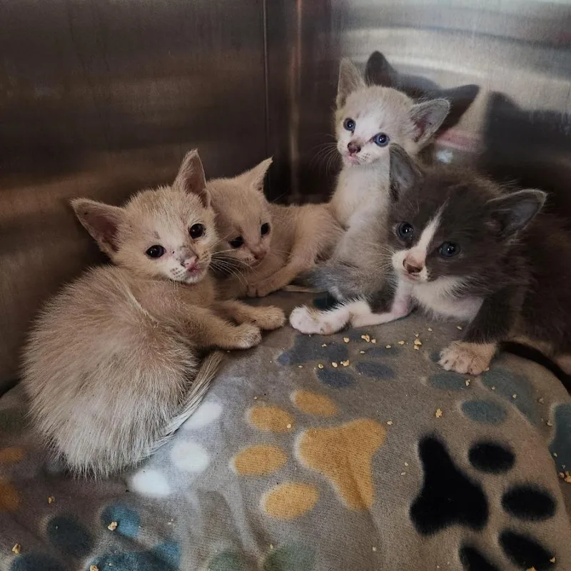 A baby small-sized female Buff / Tan / Fawn Domestic Short Hair cat named Opal for adoption in Clearwater, FL