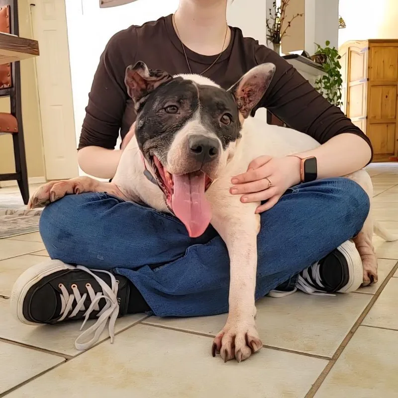 An adult large-sized female White / Cream Mixed Breed dog named Bellarina for adoption in Houston, TX