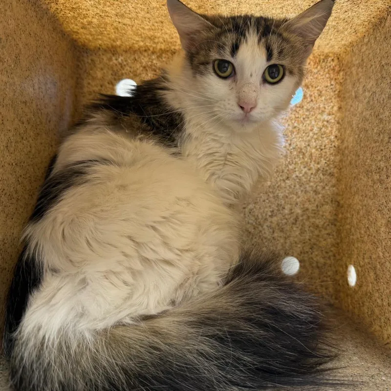 An adult small-sized female White Domestic Medium Hair cat named TUSCWildlife for adoption in Tuscaloosa, AL