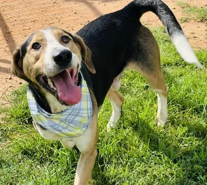 A young large-sized male Treeing Walker Coonhound dog named Hurley Hw+ for adoption in Seneca, SC