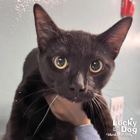 An adult medium-sized male Black Domestic Short Hair cat named Ace The Cat for adoption in Washington, DC