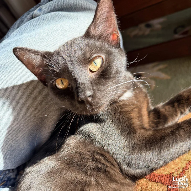Ace The Cat thumbnail 3