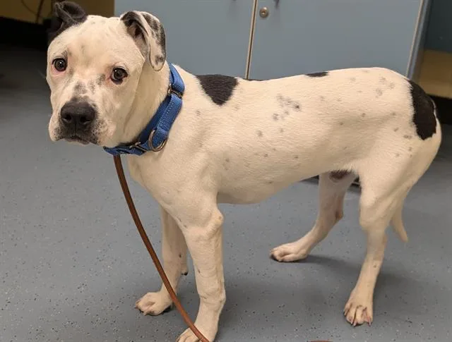 A young large-sized male Cane Corso dog named Dusty for adoption in Denver, CO