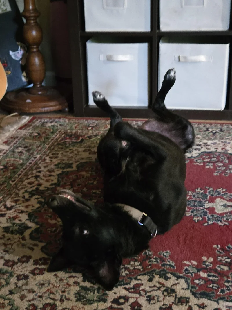 An adult large-sized female Belgian Shepherd / Laekenois dog named Rizzo for adoption in Tracy, CA