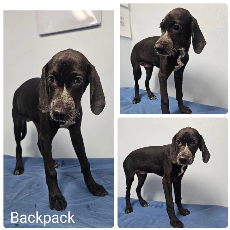 A baby medium-sized female Black Pointer dog named Suki for adoption in Baton Rouge, LA