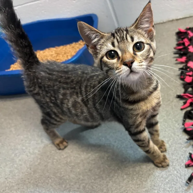 A baby small-sized female Black Domestic Short Hair cat named Throw Sum Snazz for adoption in Carencro, LA