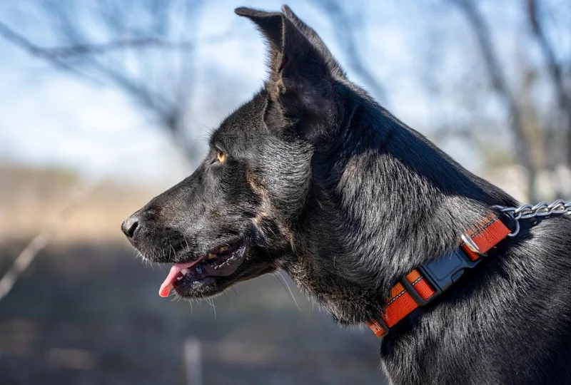A young medium-sized female Black German Shepherd Dog dog named Jenny for adoption in Southport, CT
