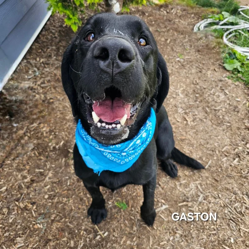 An adult large-sized male Black Labrador Retriever dog named Gaston for adoption in Madisonville, TN