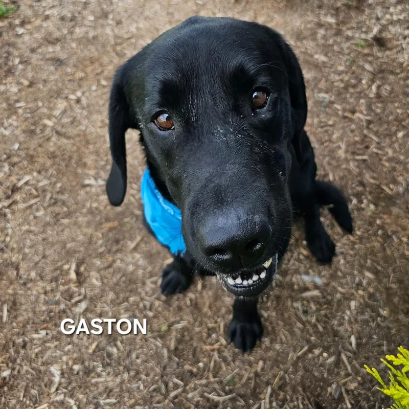 Gaston thumbnail 2