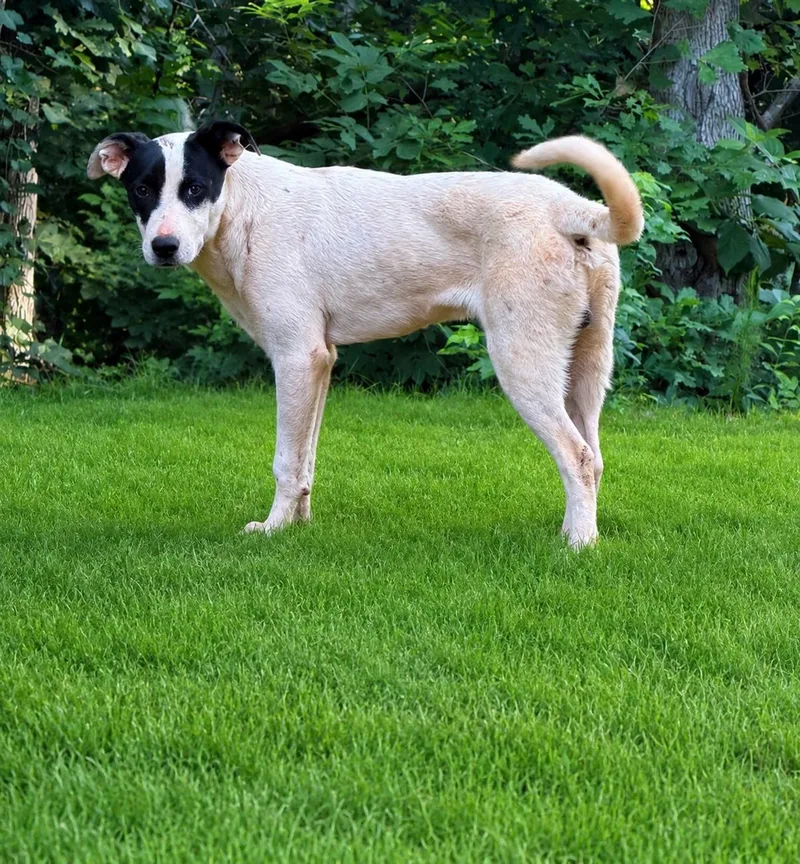 A young medium-sized male Tricolor (Brown, Black, & White) Anatolian Shepherd dog named Chance for adoption in Holly Springs, MS
