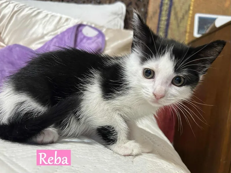 Reba Mcentire thumbnail 2