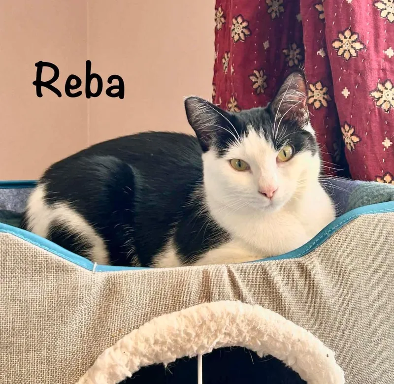 Reba Mcentire thumbnail 4