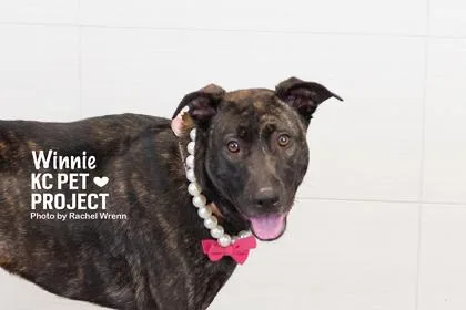 An adult large-sized female Black Mixed Breed dog named Winnie for adoption in Kansas City, MO