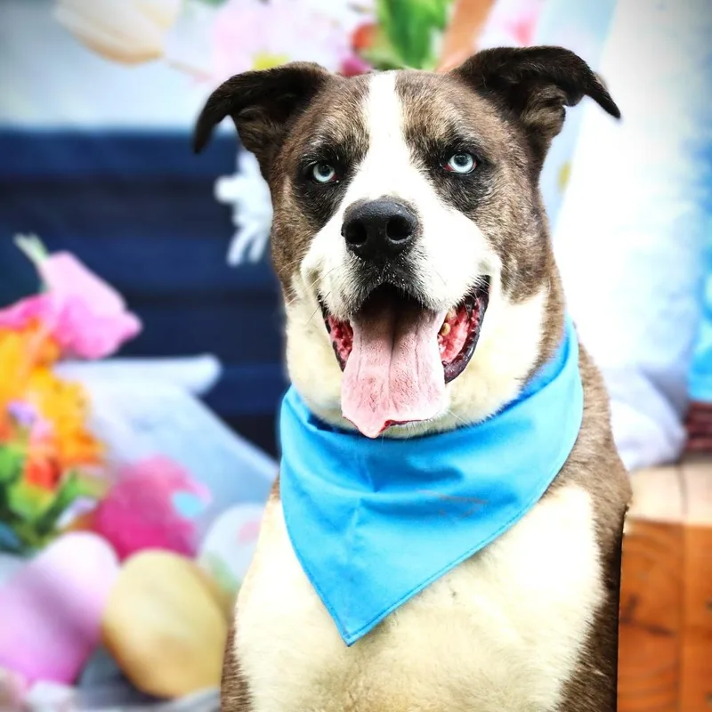 An adult large-sized male Catahoula Leopard Dog dog named Tuffy JuM for adoption in Austin, TX