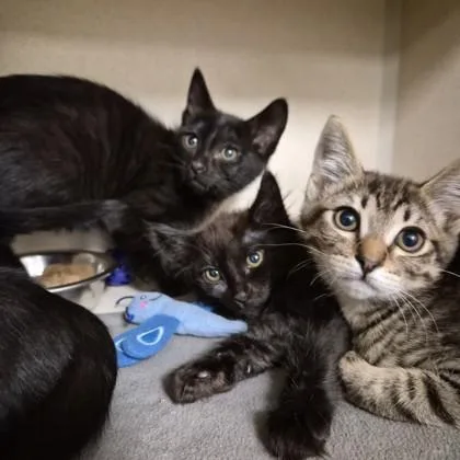 A baby small-sized male Black Domestic Short Hair cat named Sentinel Falls for adoption in Sacramento, CA