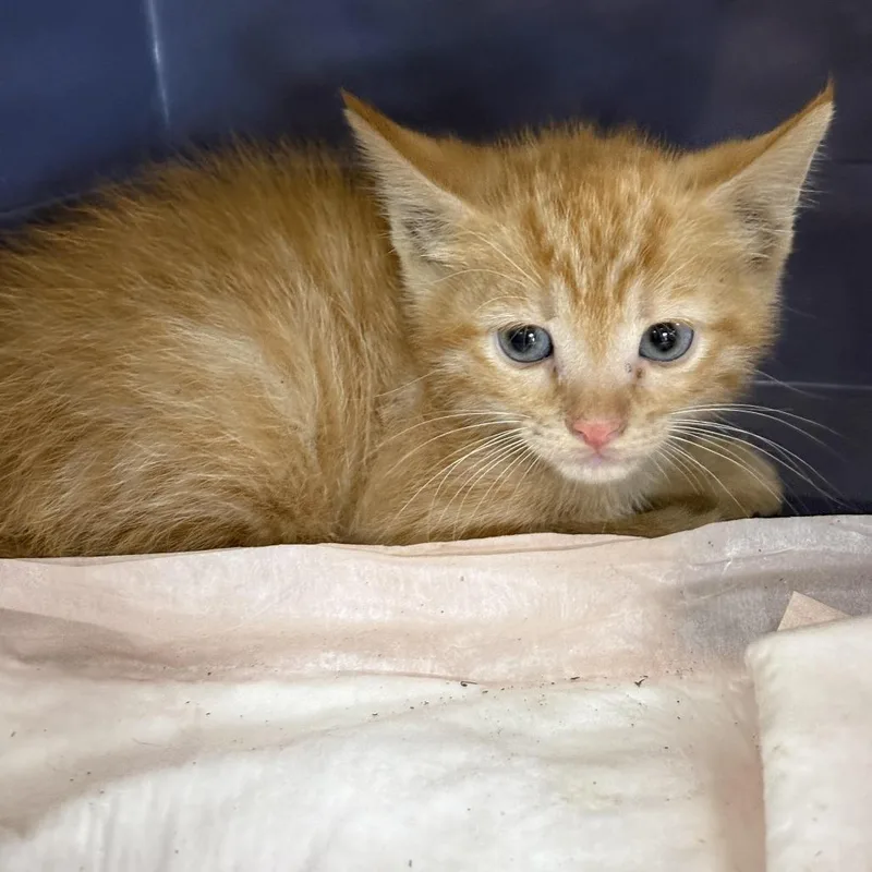 A baby small-sized male Orange / Red Domestic Short Hair cat named Jalapeno for adoption in Newark, NJ