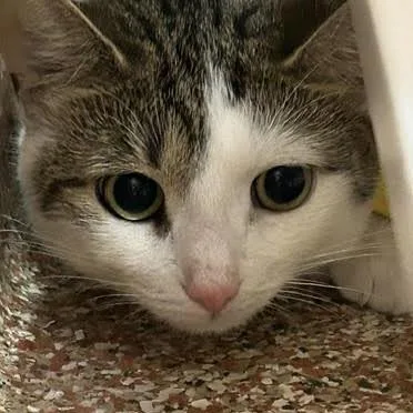 A young medium-sized female Black Domestic Short Hair cat named Juliet for adoption in Springfield, MA