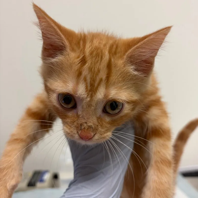 A baby small-sized female Orange / Red Domestic Short Hair cat named Alphabet Soup for adoption in Nashville, TN