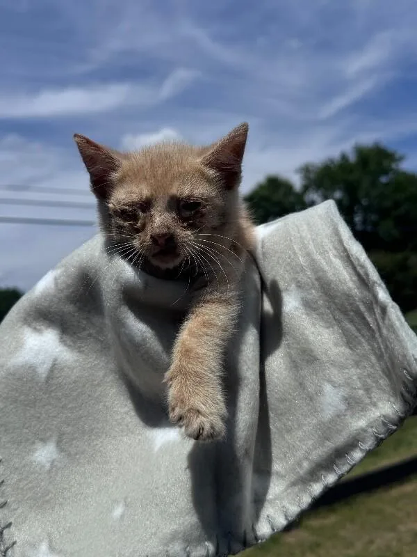 A young medium-sized male Tabby (Orange / Red) Domestic Short Hair cat named Monster Truck for adoption in Disputanta, VA