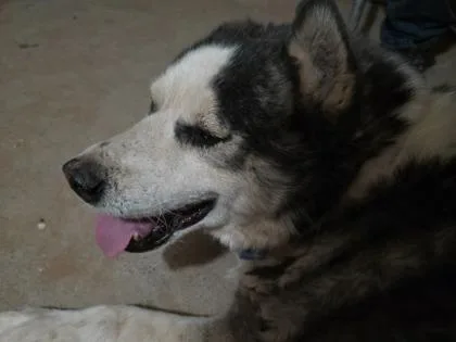 An adult large-sized male Husky dog named Tiger for adoption in El Paso, TX