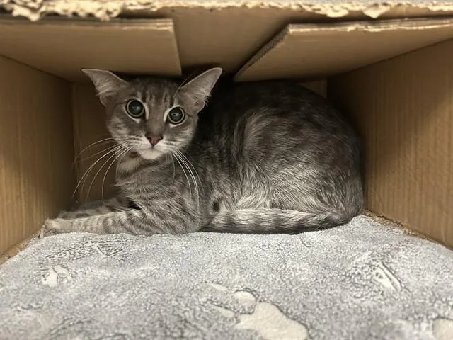 A young medium-sized female Domestic Short Hair cat named Linda for adoption in Dallas, TX