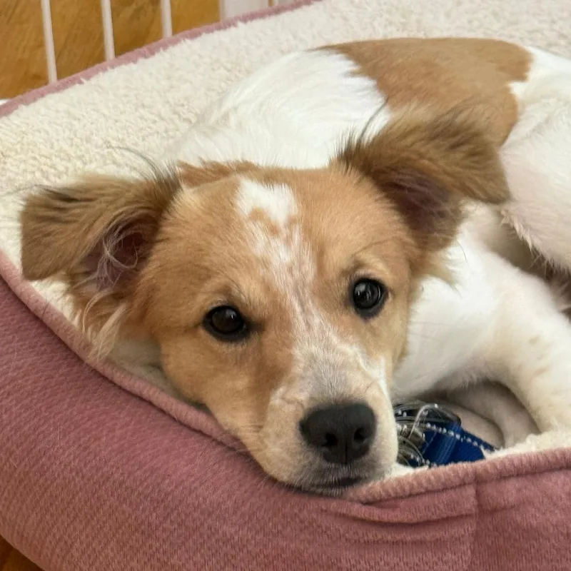 A young small-sized female White / Cream Terrier dog named Pip for adoption in La Grange, KY