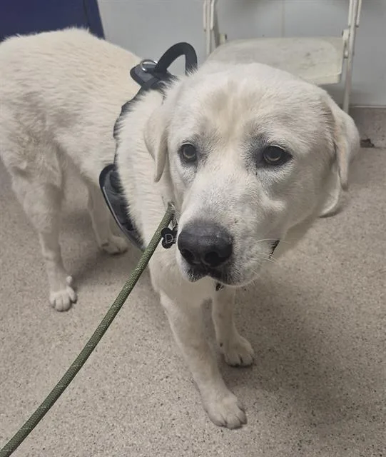 A young large-sized male Husky dog named Husk for adoption in Bakersfield, CA
