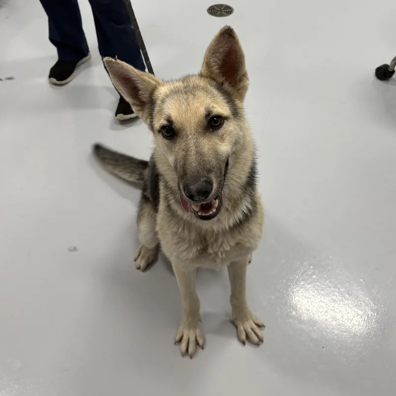 A young medium-sized female Yellow / Tan / Blond / Fawn Shepherd dog named Emmy for adoption in Kankakee, IL