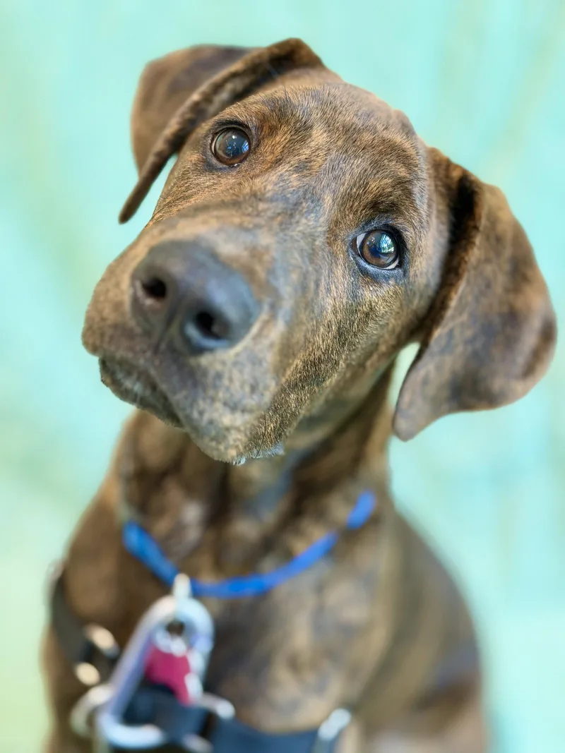 A young medium-sized male Hound dog named Brooks for adoption in West Cornwall, CT