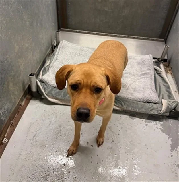 A young medium-sized female Labrador Retriever dog named Oaklee for adoption in Conroe, TX