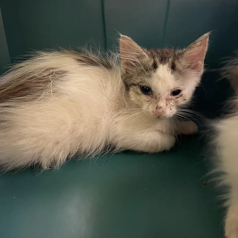 An adult medium-sized female Brown / Chocolate Domestic Long Hair cat named Kat for adoption in Lynchburg, VA