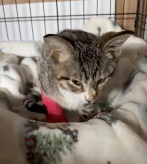 A baby medium-sized female Tabby (Gray / Blue / Silver) Tabby cat named Reba for adoption in Omaha, NE