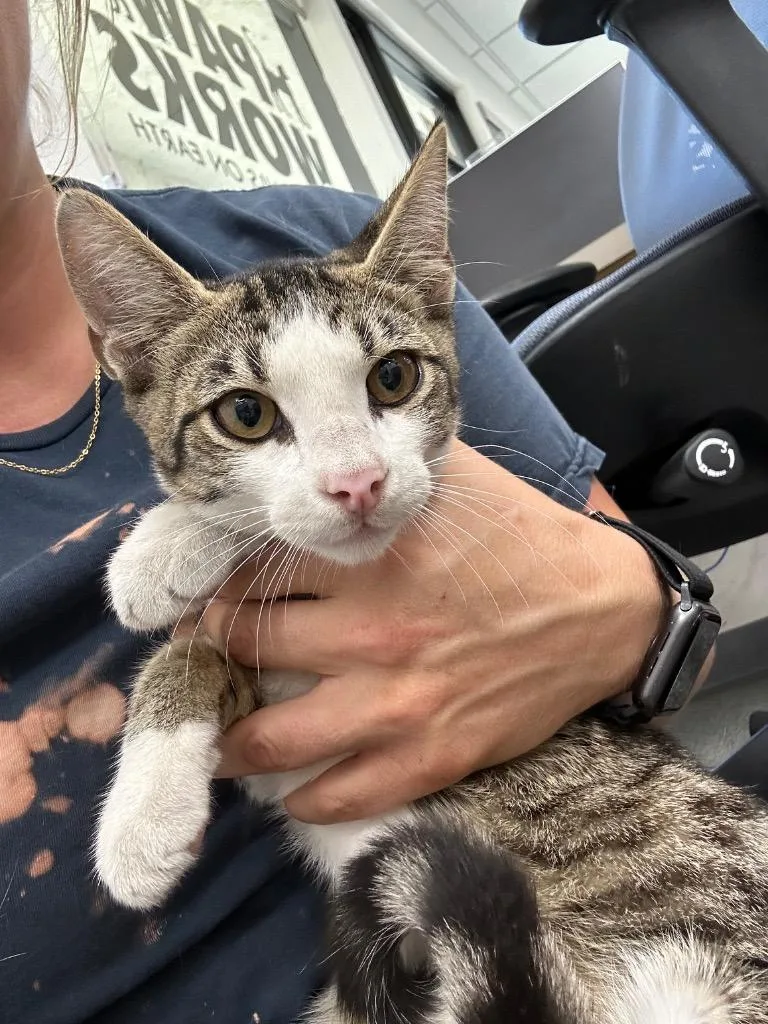 A baby small-sized male Domestic Short Hair cat named Leone for adoption in Thousand Oaks, CA