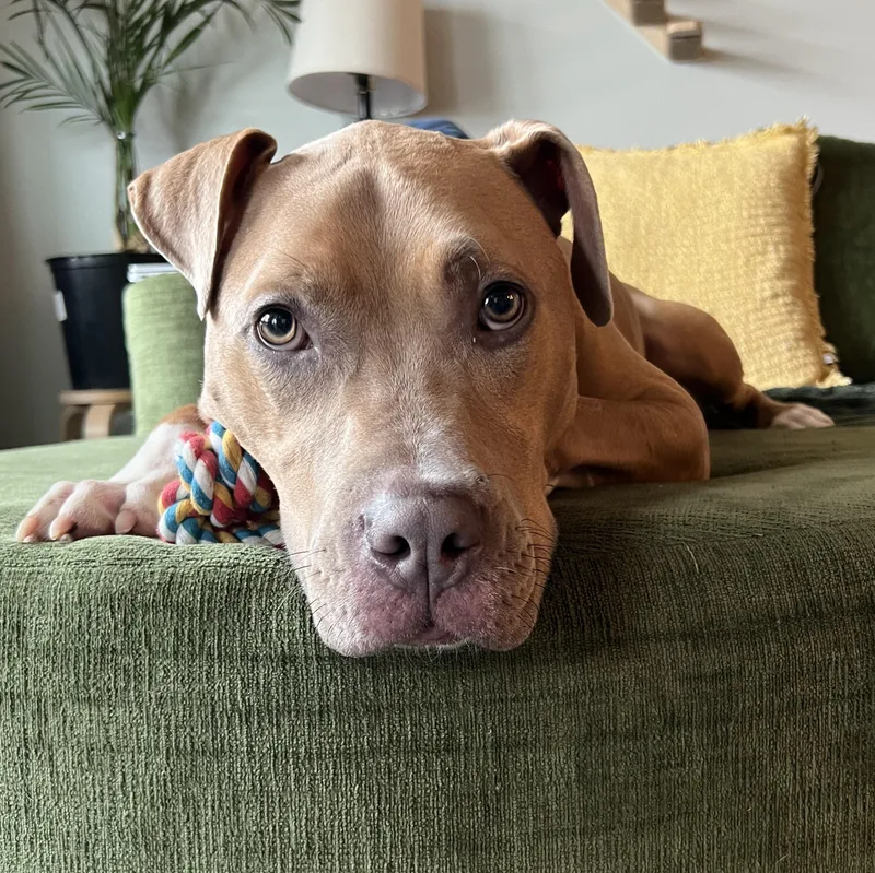 An adult large-sized male Pit Bull Terrier dog named Clover for adoption in Columbus, OH