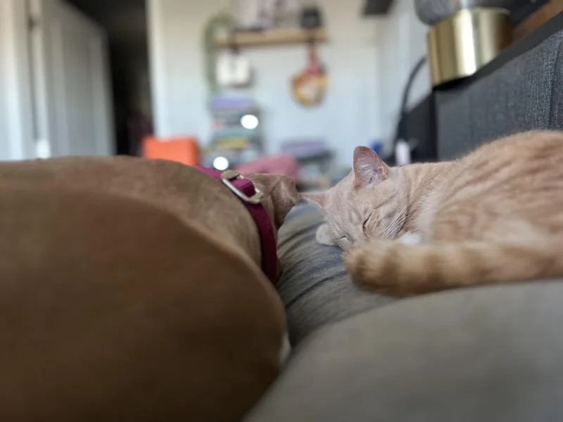 Clover thumbnail 3