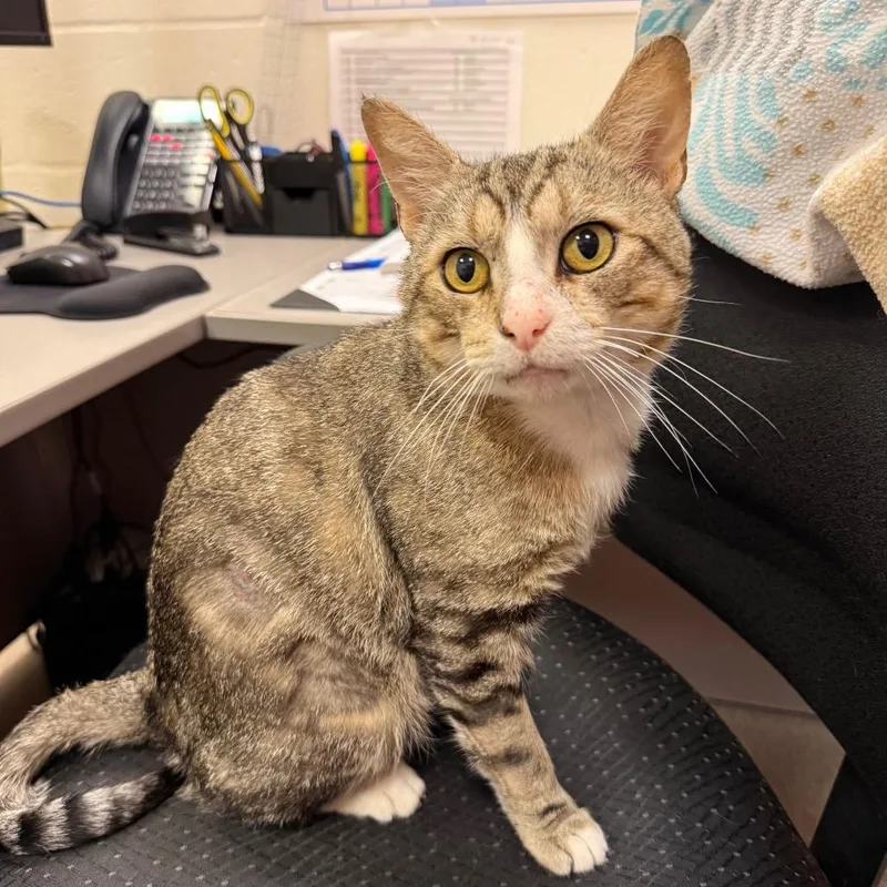 A young large-sized male Brown / Chocolate Domestic Short Hair cat named Teddy for adoption in Sarasota, FL