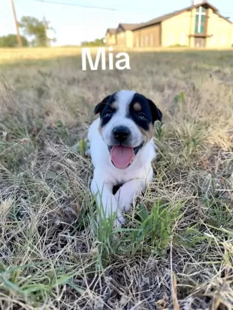 A baby medium-sized female Mixed Breed dog named Mia for adoption in Dallas, TX
