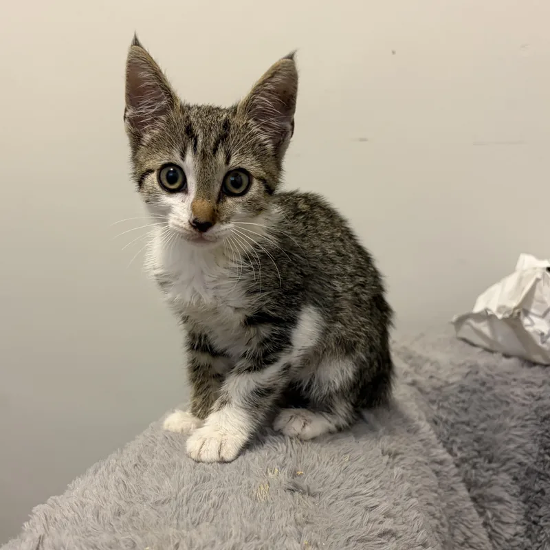 A baby medium-sized female Tabby (Brown / Chocolate) Domestic Short Hair cat named Faline for adoption in Moriches, NY