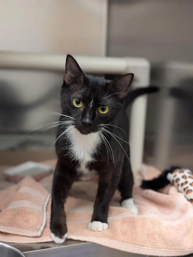 A young medium-sized female Black Domestic Short Hair cat named Ruby for adoption in St. Augustine, FL